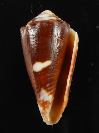 Phasmoconus exiguus cabritii 29.92 mm Gem (-)-68432