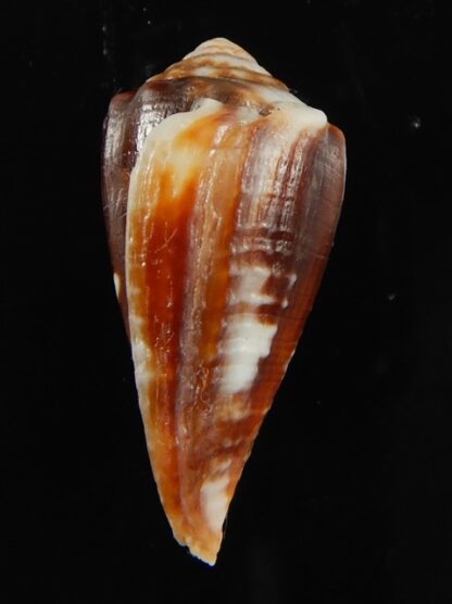 Phasmoconus exiguus cabritii 29.92 mm Gem (-)-68434