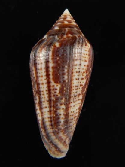 Conasprella (Ximeniconus) mahogani .. Giant.. 44.24 mm Gem-68405