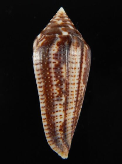 Conasprella (Ximeniconus) mahogani .. Giant.. 44.24 mm Gem-68409