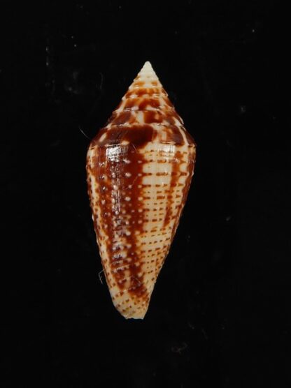 Conasprella (Ximeniconus) mahogani .. 24.19 mm Gem-68417