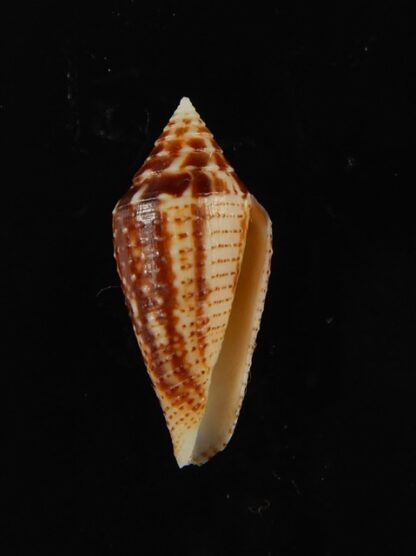 Conasprella (Ximeniconus) mahogani .. 24.19 mm Gem-68419