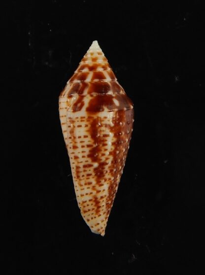 Conasprella (Ximeniconus) mahogani .. 24.19 mm Gem-68416