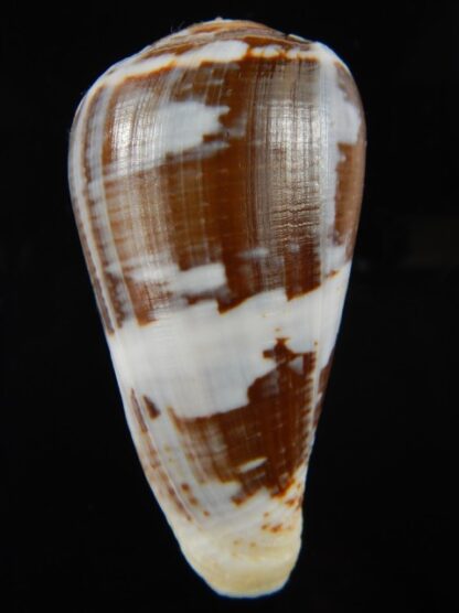 Chelyconus ermineus .. Big size... 67.28 mm Gem-68395