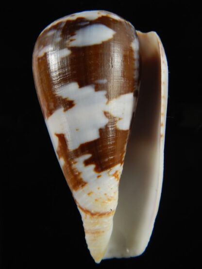 Chelyconus ermineus .. Big size... 67.28 mm Gem-68396