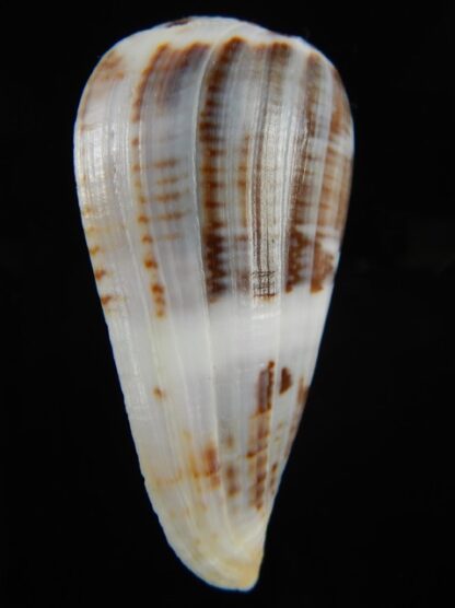 Chelyconus ermineus .. Big size... 67.28 mm Gem-68399