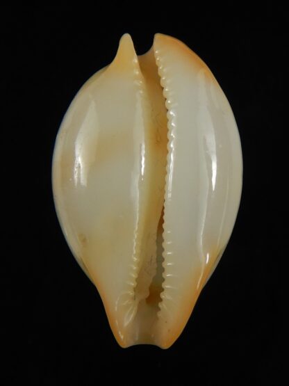 Nesiocypraea midwayensis midwayensis ... GIANT SIZE ... 26.75 mm Gem ( Very fresh dead )-68527