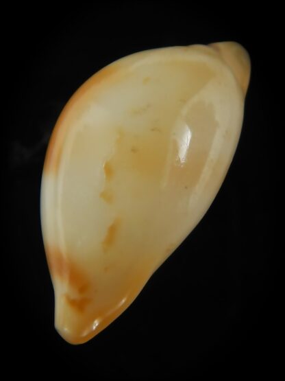 Nesiocypraea midwayensis midwayensis ... GIANT SIZE ... 26.75 mm Gem ( Very fresh dead )-68530