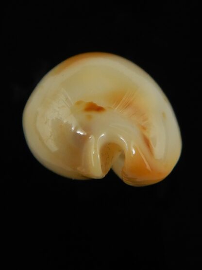Nesiocypraea midwayensis midwayensis ... GIANT SIZE ... 26.75 mm Gem ( Very fresh dead )-68531