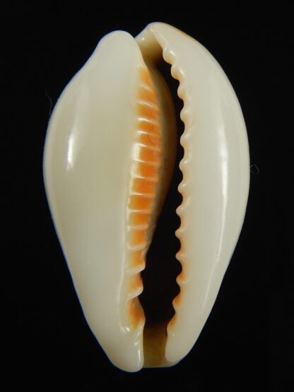 Erronea ovum chrysostoma 30.39 mm Gem-68780