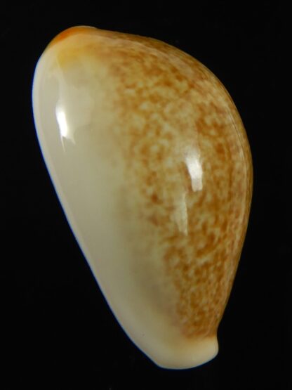 Erronea ovum chrysostoma 30.39 mm Gem-68775