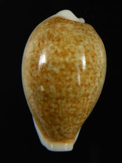 Erronea ovum chrysostoma 27.35 mm Gem-68733