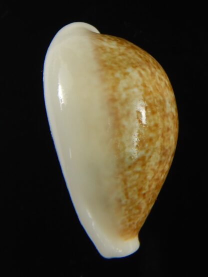 Erronea ovum chrysostoma 27.35 mm Gem-68734