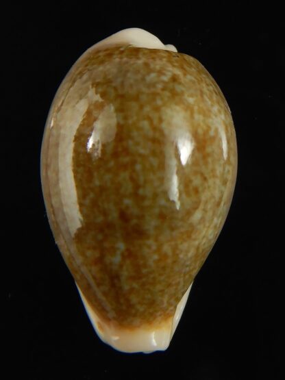 Erronea ovum chrysostoma 26.71 mm Gem-68719