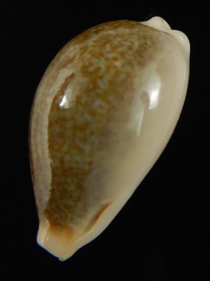 Erronea ovum chrysostoma 26.71 mm Gem-68723