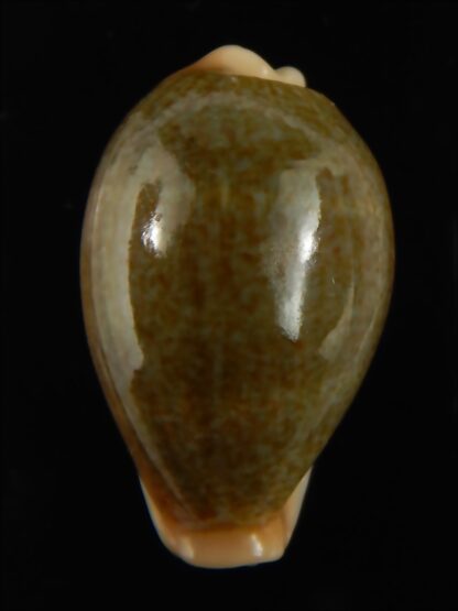 Erronea ovum chrysostoma 28.70 mm Gem-68747