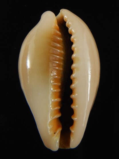 Erronea ovum chrysostoma 28.70 mm Gem-68748