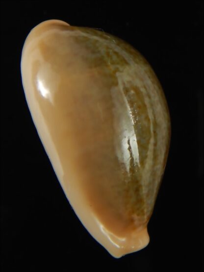 Erronea ovum chrysostoma 28.70 mm Gem-68749