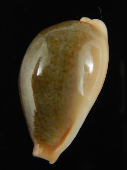 Erronea ovum chrysostoma 28.70 mm Gem-68750