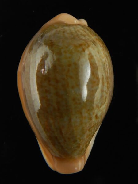 Erronea ovum chrysostoma 29.28 mm Gem-68761