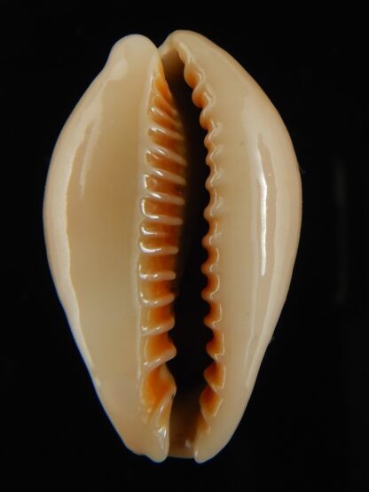 Erronea ovum chrysostoma 29.28 mm Gem-68767
