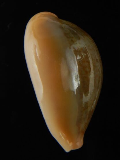 Erronea ovum chrysostoma 29.28 mm Gem-68766