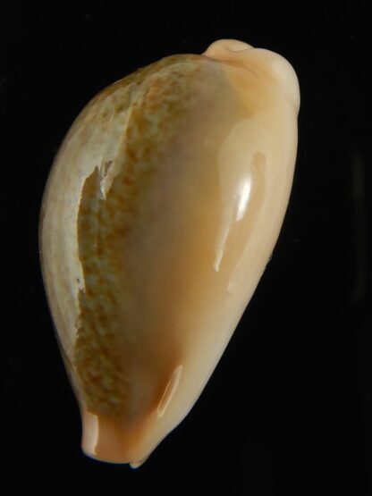 Erronea ovum chrysostoma 29.28 mm Gem-68763