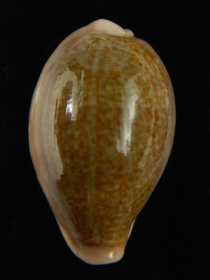 Erronea ovum chrysostoma 30.48 mm Gem-68789