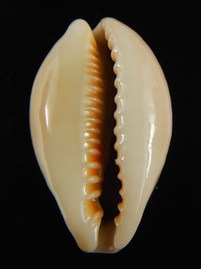 Erronea ovum chrysostoma 30.48 mm Gem-68794