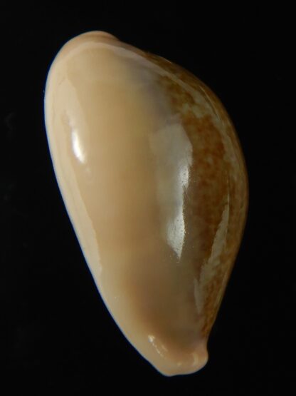 Erronea ovum chrysostoma 30.48 mm Gem-68791