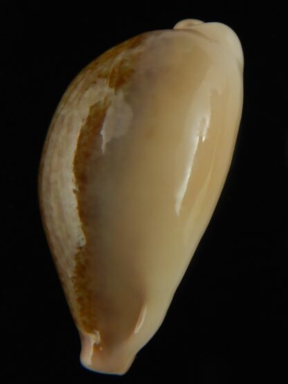 Erronea ovum chrysostoma 30.48 mm Gem-68792