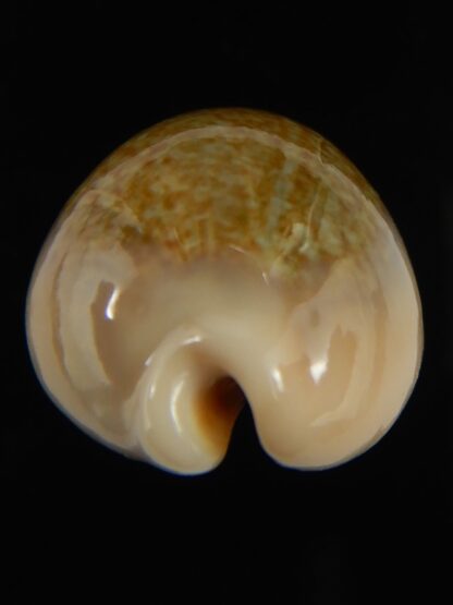 Erronea ovum chrysostoma 30.48 mm Gem-68795