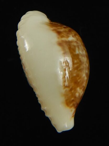 Eclogavena dayritiana dani 18.73 mm Gem-68679