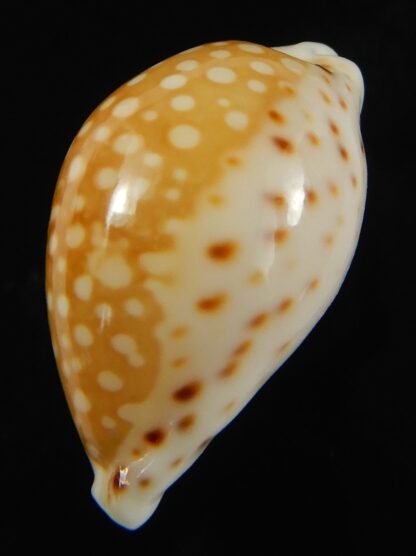 Cribrarula gaskoini gaskoini .Big size .... 23.26 mm Gem-69000