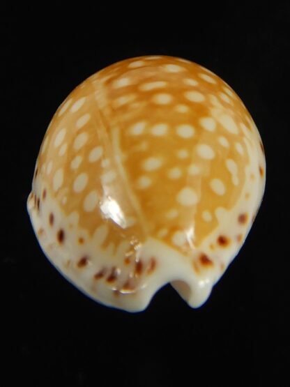 Cribrarula gaskoini gaskoini .Big size .... 23.26 mm Gem-68996