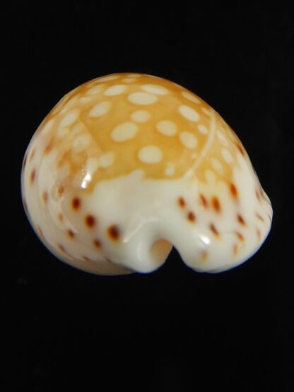 Cribrarula gaskoini gaskoini .. 22.11 mm Gem -68957