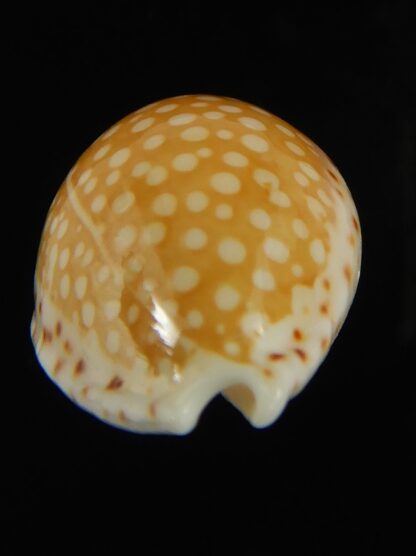 Cribrarula gaskoini gaskoini .Big size .... 23.37 mm Gem -69011