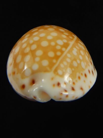 Cribrarula gaskoini gaskoini .Big size .... 23.37 mm Gem -69013