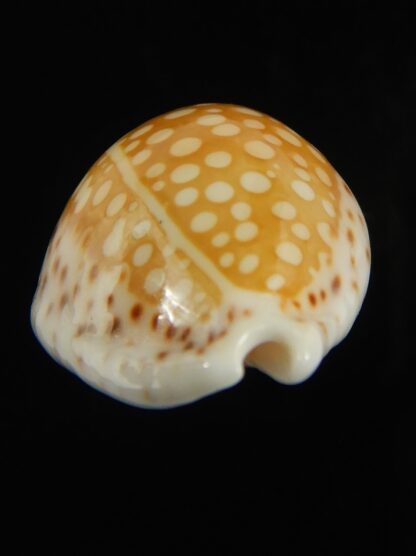 Cribrarula gaskoini gaskoini .. 22.17 mm Gem-68969