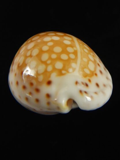 Cribrarula gaskoini gaskoini .. 22.17 mm Gem-68972