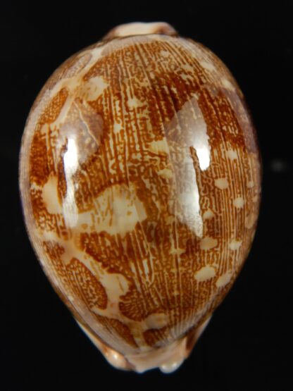 Leporicypraea mappa viridis guamensis 61.40 mm Gem (-)-69025