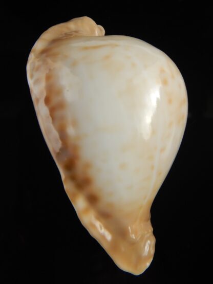 Umbilia petilirostris 81.30 mm Gem-69228