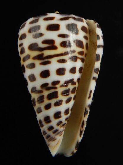 Tesselliconus eburneus polyglotta 34.69 mm Gem-69478