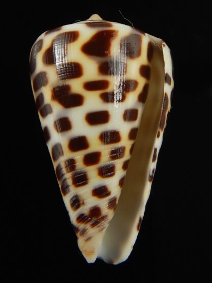Tesselliconus eburneus polyglotta 35.17 mm Gem-69490