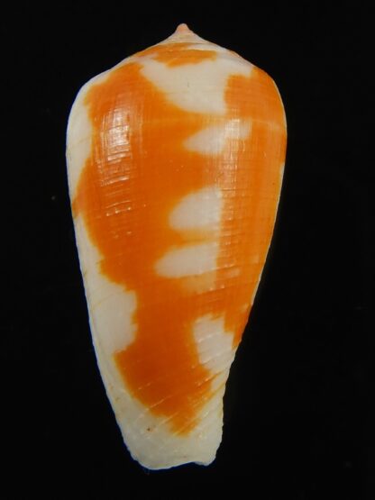 Pinnoconus robini 25.52 mm Gem -69258