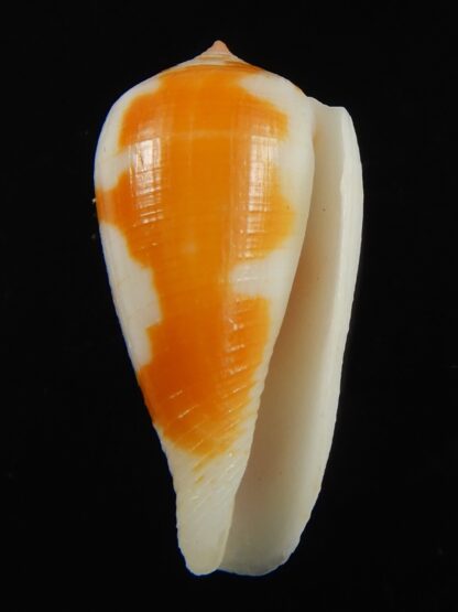 Pinnoconus robini 25.52 mm Gem -69262
