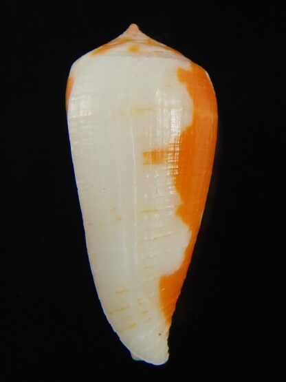 Pinnoconus robini 25.52 mm Gem -69259
