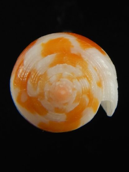 Pinnoconus robini 25.52 mm Gem -69261