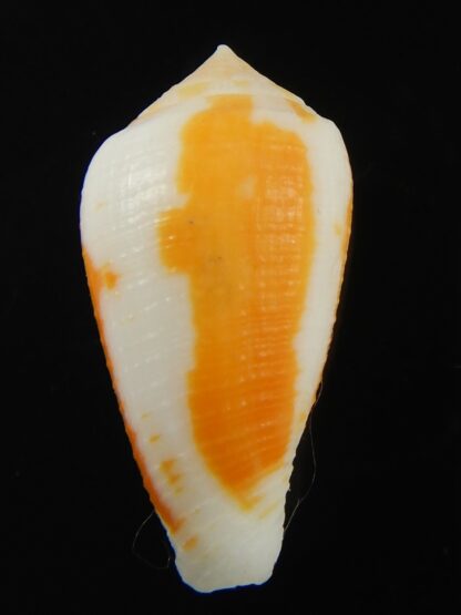 Pinnoconus robini 26.46 mm Gem-69268