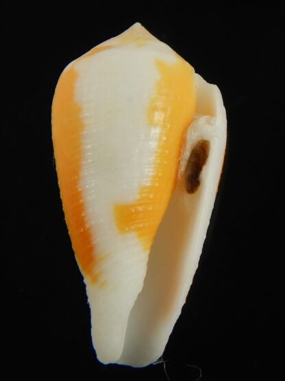 Pinnoconus robini 26.46 mm Gem-69271